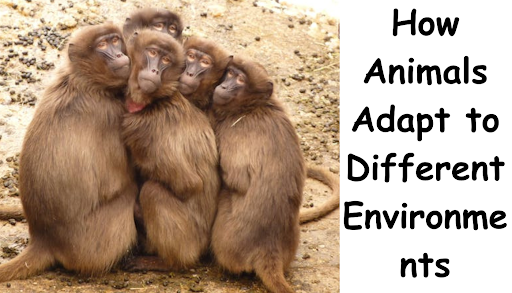 How Animals Adapt to Different Environments Animals are incredibly diverse in terms of species, habitats, and behaviors, and one of the key reasons for this is their ability to adapt to different environments. This process can occur through physical, behavioral, and physiological changes, which allow animals to thrive in the face of various challenges posed by their environments. From the icy tundra to the scorching desert, animals have evolved an extraordinary range of strategies that help them cope with extreme temperatures, food scarcity, and environmental hazards. This article will explore how animals adapt to different environments, focusing on physical adaptations, behavioral changes, and physiological processes across various ecosystems. 1. Understanding Adaptation: The Basics Before diving into specific examples, it’s important to define what adaptation means in the context of animals. Physical adaptations: Changes in an animal's body structure or appearance that enhance its ability to survive. Examples include camouflage, specialized body parts, and fur or scales designed for temperature regulation. These adaptations can include migration, hunting strategies, or social structures. Physiological adaptations: Internal body processes or functions that help animals cope with environmental stressors. These include changes in metabolism, water retention, or the ability to digest certain foods. These adaptations, which can occur over generations or within an individual’s lifetime, enable animals to survive and thrive in their habitats, regardless of the challenges they face. 2. Physical Adaptations to Extreme Temperatures One of the most significant challenges for animals living in different environments is temperature regulation. Whether in the freezing cold of the Arctic or the intense heat of the desert, animals have developed physical adaptations to survive temperature extremes. 3.Cold Environments: The Arctic and Antarctic Animals living in cold environments, such as the Arctic and Antarctic, face extreme temperatures and harsh weather conditions. To survive, these animals have developed specialized physical adaptations. For instance, polar bears have a thick layer of fat beneath their skin, along with dense fur, which provides insulation against the cold. Their paws are also covered with fur to help them walk on ice without losing body heat. In the Antarctic, emperor penguins have evolved to withstand sub-zero temperatures by huddling together in large groups. Their dense feathers, which trap air close to the body, act as a barrier to the cold. Additionally, they have specialized blood circulation that keeps the feet warm even when standing on ice for extended periods. 4.Hot Environments: The Desert On the other end of the spectrum, animals in hot environments, like deserts, face challenges related to water scarcity and extreme heat. Desert animals have evolved various physical adaptations to avoid overheating and conserve water. These ears act as natural radiators, allowing excess heat to escape from the body. Additionally, the fennec fox has a thick coat of fur that protects it from the sun's direct rays while providing insulation from the cold at night. Camels, also adapted to desert life, have evolved numerous physical traits that help them cope with extreme heat. Their long legs elevate their bodies away from the hot sand, while their thick fur prevents direct sunlight from reaching the skin. Camels can also store fat in their humps, which provides both insulation and a reserve of energy. 5. Behavioral Adaptations: Migration and Social Structures While physical adaptations are crucial, animals have also developed behavioral strategies to survive in different environments. These behavioral changes often involve adjusting to seasonal changes, food availability, and reproductive needs. 6.Migration: A Strategy for Survival Many species of birds, mammals, and insects migrate long distances to escape unfavorable conditions or to find food. For example, monarch butterflies travel thousands of miles from North America to central Mexico to escape the harsh winter. This migration is driven by instinct, and during the journey, butterflies rely on the energy stored in their bodies to survive the long journey. Similarly, many species of birds migrate seasonally to warmer climates where food is more abundant. For instance, Arctic terns migrate from the cold northern regions to the warmer southern oceans, covering vast distances each year. 7.Social Structures: Cooperative Survival In addition to migration, some animals rely on social structures and cooperation to thrive in their environments. Wolves, for example, live in packs, which allow them to hunt larger prey and protect each other from predators. Their cooperative nature enhances their chances of survival, especially in harsh conditions where food is scarce. Primates, like chimpanzees, have also developed complex social structures, which allow them to share resources, provide protection, and raise offspring in a collaborative manner. These social behaviors increase the chances of survival in environments where food is unevenly distributed or predators are a threat. 8. Physiological Adaptations: Water Conservation and Food Digestion Physiological adaptations are internal processes that help animals cope with environmental stresses. Water conservation and food digestion are two areas where animals have evolved remarkable physiological strategies. 9.Water Conservation in Arid Environments In desert environments, water is a precious resource, and animals must find ways to conserve it. Kangaroo rats, for example, have highly concentrated urine and dry feces, which allows them to conserve as much water as possible. Their kidneys are extremely efficient at retaining water, ensuring that they can survive without needing to drink much. Other animals, like the thorny devil lizard, have evolved specialized methods for obtaining water. The lizard can absorb water directly through its skin, using grooves on its body to channel moisture from rain or dew into its mouth. 10.Efficient Digestion in the Wild Animals living in environments where food sources are inconsistent or difficult to digest have developed unique digestive systems. For example, herbivores living in cold climates, such as caribou, rely on a digestive system that allows them to extract as many nutrients as possible from tough, fibrous plants. Their stomachs contain complex microbiomes that break down cellulose, a tough plant material, making it digestible. Carnivores, on the other hand, have evolved to handle high-protein, high-fat diets. Animals like the cheetah, which require large amounts of energy for their bursts of speed, have a digestive system that allows them to quickly process meat and extract the nutrients needed for sustained activity. 11.Camouflage and Defense Mechanisms In addition to physical and behavioral adaptations, animals have also developed unique strategies to defend themselves from predators or to hunt prey. Camouflage and mimicry are particularly important for animals in environments where survival is highly competitive. 12.Camouflage in the Forest In forest environments, animals like the tree frog and leaf-tailed gecko have evolved to blend seamlessly with their surroundings. The tree frog’s skin resembles the moss and leaves of the forest floor, while the gecko’s tail resembles a dead leaf, making them nearly invisible to predators. 13.Mimicry in the Wild Some animals use mimicry to avoid predators. For example, certain species of moths have wings that resemble the eyes of larger animals, such as owls, scaring off potential predators. Similarly, certain snakes mimic the coloration of venomous species, deterring predators who avoid them based on their dangerous appearance. 14.Defensive Behavior: Poison and Speed Other animals rely on more direct defense mechanisms, such as speed or venom. The black mamba, for instance, is known for its incredibly fast strikes and potent venom, which help it subdue prey quickly. Similarly, some species of frogs, like the poison dart frog, secrete toxins through their skin, warning predators that they are dangerous to eat. 15. Evolution of Adaptations: Natural Selection at Work Adaptations do not happen overnight; they are the result of thousands or even millions of years of evolutionary pressure. Natural selection is the mechanism that drives the development of these adaptations, favoring individuals with traits that improve their chances of survival. For example, the long necks of giraffes evolved as a response to competition for food in tall trees. Giraffes with longer necks were able to access food that others could not, giving them a better chance of survival and reproduction. Over time, this trait became more common in the population, leading to the characteristic long neck of modern giraffes. 16.The Role of Adaptations in Biodiversity The ability of animals to adapt to different environments is one of the primary drivers of biodiversity. As animals evolve new traits to cope with specific ecological niches, they give rise to a wide range of species that can coexist in different habitats. The diversity of adaptations seen in the animal kingdom is a testament to the power of evolution and the intricate relationships between animals and their environments. 17.Amazing Animal Communication: How Creatures Talk to Each Other Just as humans use speech, gestures, and body language to express themselves, animals have evolved a wide variety of ways to communicate. These methods are often crucial for survival, helping animals find food, avoid predators, establish territories, and mate. While human language is highly complex, animal communication can also be incredibly sophisticated and diverse, involving vocalizations, chemical signals, body movements, visual displays, and even electrical impulses. This article delves into the world of animal communication, exploring how different species communicate with one another and the remarkable ways in which they convey messages. From the intricate songs of birds to the powerful chemical signals used by ants, animal communication is as diverse as the species themselves. We will explore various forms of communication used by animals, the mechanisms behind these interactions, and how these systems have evolved over time to suit the needs of different creatures. 18. The Basics of Animal Communication At its core, animal communication refers to the transmission of signals between individuals, where one organism conveys information to another. The message conveyed can vary from a simple warning to complex social information. Animal communication can generally be classified into the following categories: Vocal Communication: Sounds produced by animals to convey information, such as calls, songs, and roars. Chemical Communication: The use of chemical signals or pheromones to communicate, often over long distances. Visual Communication: Signals conveyed through body movements, color changes, or visual displays. Tactile Communication: Communication involving touch, such as grooming or mating rituals. Electrical Communication: The use of electrical fields or pulses, primarily in aquatic environments. 19. Vocal Communication: The Language of Sounds Vocal communication is one of the most common and studied forms of animal communication. Many species have evolved sophisticated vocalizations to convey different messages, including warnings, mating calls, and identification signals. Some of the most fascinating examples come from birds, whales, dolphins, and primates. 20.Birdsong: A Symphony of Communication Birdsong is a prime example of vocal communication, especially among species like songbirds, which use their vocalizations for a variety of purposes. For male songbirds, singing is a way to establish territory, attract mates, and warn rivals to stay away. The complexity and structure of a song can indicate the health and fitness of the singer, with more elaborate songs signaling a stronger and healthier individual. Studies of birds, particularly those of species like the zebra finch and white-crowned sparrow, have shown that young birds learn their songs by imitating the calls of older individuals. This process, known as vocal learning, is crucial for songbirds to effectively communicate with other members of their species. 21.Whales and Dolphins: The Ocean’s Symphony Whales and dolphins are also known for their highly sophisticated vocal communication systems. Humpback whales, for instance, sing long and complex songs that can last up to 20 minutes, and these songs can travel vast distances underwater. Researchers believe these songs are used for mating purposes, but they may also play a role in navigating and coordinating with other members of the group. Similarly, dolphins are known to have a wide range of vocalizations, including clicks, whistles, and squeaks. These sounds serve many purposes, such as communicating the presence of food, warning of danger, or coordinating group hunting efforts. Dolphins have even been found to give each other "names" in the form of unique whistles, which may allow them to identify one another individually. 22.Primates: Calls for Social Interaction Primates, especially those in complex social groups like chimpanzees and gorillas, rely on vocalizations to coordinate group movements, express emotions, and communicate threats. For instance, chimpanzees use different vocalizations to signal a variety of emotional states, including excitement, fear, or aggression. These calls play a vital role in maintaining social cohesion and order within the group. In gorillas, low-frequency vocalizations called "grunt calls" are used to communicate with other members of the troop. These calls are often used during travel to help the group stay together, but they also serve to warn others of potential threats or to express discomfort. 23. Chemical Communication While vocal communication is widely known, many animals rely on chemical signals, also known as pheromones, to communicate. These chemical signals are released into the environment and can convey a variety of information, such as reproductive status, territory boundaries, or even alarm signals. Pheromones are particularly important for animals like insects, mammals, and reptiles. 24. Ants: A World of Pheromones Ants are masters of chemical communication, relying on pheromones to coordinate complex behaviors within the colony. Other ants follow this trail, reinforcing the signal until a path is established. This "chemical highway" allows ants to work together efficiently in locating and retrieving food. Ants also use pheromones to communicate alarm signals. When a threat is detected, ants release specific chemicals that trigger a defensive response in other members of the colony. This ability to communicate in such a coordinated manner is key to the survival of ant colonies, where collective action is paramount. 25. Mammals: Scent Marking and Mate Attraction Many mammals, from wolves to tigers, use scent marking as a form of communication. Urine, feces, and glandular secretions are often used to mark territory or communicate sexual readiness. For example, male lions mark their territory with urine, leaving behind a strong scent that signals to other males that the area is already claimed. In addition to territorial marking, many mammals, including cats and dogs, use scent to communicate about their emotional state or to identify family members. Female mammals, particularly those in estrus, release specific pheromones that signal their readiness to mate, attracting males from considerable distances. 26.Visual Communication: Signals Through Sight While chemical and vocal signals are important, visual communication also plays a key role in how animals interact. Visual signals can be especially useful in situations where animals need to see each other, such as in dense forests, underwater environments, or during daylight hours. 27.Coloration and Display in Birds Some of the most striking examples of visual communication come from the world of birds. In species like peacocks and birds of paradise, vibrant colors and elaborate plumage are used to attract mates. The male peacock, for instance, spreads his iridescent tail feathers in a dramatic display, showcasing his genetic fitness. The more colorful and symmetrical the tail, the more likely the male is to attract a mate. Similarly, birds of paradise have evolved spectacular visual displays that combine intricate feather movements, postures, and vocalizations to entice females. These elaborate performances serve as a signal of the male’s health, genetic quality, and suitability as a mate. 28. Body Language and Posture in Mammals Visual communication is not limited to birds. Mammals also use body language and posture to convey messages. In wolves, for example, the position of the ears, tail, and body conveys a variety of social signals. A wolf that stands tall with its tail raised is asserting dominance, while a wolf that cowers with its tail tucked between its legs is signaling submission. Primates, including gorillas and orangutans, use a wide range of facial expressions and body movements to express emotions such as aggression, affection, or fear. These visual cues are particularly important in social groups, where individuals need to read each other’s signals to maintain social order and avoid conflicts. 29.Bioluminescence in Marine Creatures Some species of marine animals have developed the ability to produce light, known as bioluminescence, to communicate. Firefly squids, for instance, use bioluminescence to attract mates. The light they produce is a signal that helps potential mates identify each other in the dark depths of the ocean. In addition to attracting mates, bioluminescence is also used by some marine animals for defense. Certain species of squid, for example, emit a bright flash of light to startle predators, allowing them to escape. 30. Tactile Communication: The Power of Touch While visual and vocal signals are important, tactile communication—using touch as a signal—is also crucial in many animal species. Tactile communication can be a gentle and intimate way for animals to bond with one another, establish social hierarchies, and display affection. 31.Grooming and Affection in Primates One of the most well-known forms of tactile communication is grooming, which is common in primates like chimpanzees and bonobos. Grooming serves multiple functions: it helps establish and maintain social bonds, reduces stress, and is a form of reciprocal behavior. Chimpanzees, for instance, groom each other as a way to strengthen social ties within their group, especially between mothers and their offspring. Grooming can also be a way to resolve conflicts or reinforce social status within a group. In some species of monkeys, higher-ranking individuals receive more grooming from lower-ranking ones, which helps to solidify the power dynamics in the group. 32.Mating Rituals: Touch and Movement Tactile communication is also crucial during mating rituals. In many species, animals engage in physical displays or touch-based interactions that help signal readiness to mate. For instance, many birds engage in courtship dances, which often include touching or stroking one another’s feathers or bodies. In some species of mammals, mating rituals involve close physical contact, such as nuzzling, rubbing, or scent-marking with body parts. These tactile signals convey information about reproductive readiness and help establish mutual interest between potential mates. 33.Amazing Animal Communication: How Creatures Talk to Each Other Just as humans use speech, gestures, and body language to express themselves, animals have evolved a wide variety of ways to communicate. These methods are often crucial for survival, helping animals find food, avoid predators, establish territories, and mate. While human language is highly complex, animal communication can also be incredibly sophisticated and diverse, involving vocalizations, chemical signals, body movements, visual displays, and even electrical impulses. This article delves into the world of animal communication, exploring how different species communicate with one another and the remarkable ways in which they convey messages. From the intricate songs of birds to the powerful chemical signals used by ants, animal communication is as diverse as the species themselves. We will explore various forms of communication used by animals, the mechanisms behind these interactions, and how these systems have evolved over time to suit the needs of different creatures. 34. The Basics of Animal Communication At its core, animal communication refers to the transmission of signals between individuals, where one organism conveys information to another. The message conveyed can vary from a simple warning to complex social information. Animal communication can generally be classified into the following categories: Vocal Communication: Sounds produced by animals to convey information, such as calls, songs, and roars. Chemical Communication: The use of chemical signals or pheromones to communicate, often over long distances. Visual Communication: Signals conveyed through body movements, color changes, or visual displays. Tactile Communication: Communication involving touch, such as grooming or mating rituals. Electrical Communication: The use of electrical fields or pulses, primarily in aquatic environments. 35.Vocal Communication: The Language of Sounds Vocal communication is one of the most common and studied forms of animal communication. Many species have evolved sophisticated vocalizations to convey different messages, including warnings, mating calls, and identification signals. Some of the most fascinating examples come from birds, whales, dolphins, and primates. 36. Birdsong: A Symphony of Communication Birdsong is a prime example of vocal communication, especially among species like songbirds, which use their vocalizations for a variety of purposes. For male songbirds, singing is a way to establish territory, attract mates, and warn rivals to stay away. The complexity and structure of a song can indicate the health and fitness of the singer, with more elaborate songs signaling a stronger and healthier individual. Studies of birds, particularly those of species like the zebra finch and white-crowned sparrow, have shown that young birds learn their songs by imitating the calls of older individuals. This process, known as vocal learning, is crucial for songbirds to effectively communicate with other members of their species. 37. Whales and Dolphins: The Ocean’s Symphony Whales and dolphins are also known for their highly sophisticated vocal communication systems. Humpback whales, for instance, sing long and complex songs that can last up to 20 minutes, and these songs can travel vast distances underwater. Researchers believe these songs are used for mating purposes, but they may also play a role in navigating and coordinating with other members of the group. Similarly, dolphins are known to have a wide range of vocalizations, including clicks, whistles, and squeaks. These sounds serve many purposes, such as communicating the presence of food, warning of danger, or coordinating group hunting efforts. Dolphins have even been found to give each other "names" in the form of unique whistles, which may allow them to identify one another individually. 38.Primates: Calls for Social Interaction Primates, especially those in complex social groups like chimpanzees and gorillas, rely on vocalizations to coordinate group movements, express emotions, and communicate threats. For instance, chimpanzees use different vocalizations to signal a variety of emotional states, including excitement, fear, or aggression. These calls play a vital role in maintaining social cohesion and order within the group.In gorillas, low-frequency vocalizations called "grunt calls" are used to communicate with other members of the troop. These calls are often used during travel to help the group stay together, but they also serve to warn others of potential threats or to express discomfort. 39. Chemical Communication While vocal communication is widely known, many animals rely on chemical signals, also known as pheromones, to communicate. These chemical signals are released into the environment and can convey a variety of information, such as reproductive status, territory boundaries, or even alarm signals. Pheromones are particularly important for animals like insects, mammals, and reptiles. 40.Ants: A World of Pheromones Ants are masters of chemical communication, relying on pheromones to coordinate complex behaviors within the colony. Other ants follow this trail, reinforcing the signal until a path is established. This "chemical highway" allows ants to work together efficiently in locating and retrieving food. Ants also use pheromones to communicate alarm signals. When a threat is detected, ants release specific chemicals that trigger a defensive response in other members of the colony. This ability to communicate in such a coordinated manner is key to the survival of ant colonies, where collective action is paramount. 41.Mammals: Scent Marking and Mate Attraction Many mammals, from wolves to tigers, use scent marking as a form of communication. Urine, feces, and glandular secretions are often used to mark territory or communicate sexual readiness. For example, male lions mark their territory with urine, leaving behind a strong scent that signals to other males that the area is already claimed. In addition to territorial marking, many mammals, including cats and dogs, use scent to communicate about their emotional state or to identify family members. Female mammals, particularly those in estrus, release specific pheromones that signal their readiness to mate, attracting males from considerable distances. 42.Visual Communication: Signals Through Sight While chemical and vocal signals are important, visual communication also plays a key role in how animals interact. Visual signals can be especially useful in situations where animals need to see each other, such as in dense forests, underwater environments, or during daylight hours. 43.Coloration and Display in Birds Some of the most striking examples of visual communication come from the world of birds. In species like peacocks and birds of paradise, vibrant colors and elaborate plumage are used to attract mates. The male peacock, for instance, spreads his iridescent tail feathers in a dramatic display, showcasing his genetic fitness. The more colorful and symmetrical the tail, the more likely the male is to attract a mate. Similarly, birds of paradise have evolved spectacular visual displays that combine intricate feather movements, postures, and vocalizations to entice females. These elaborate performances serve as a signal of the male’s health, genetic quality, and suitability as a mate. 44.Body Language and Posture in Mammals Visual communication is not limited to birds. In wolves, for example, the position of the ears, tail, and body conveys a variety of social signals. A wolf that stands tall with its tail raised is asserting dominance, while a wolf that cowers with its tail tucked between its legs is signaling submission. Primates, including gorillas and orangutans, use a wide range of facial expressions and body movements to express emotions such as aggression, affection, or fear. These visual cues are particularly important in social groups, where individuals need to read each other’s signals to maintain social order and avoid conflicts. 45.Bioluminescence in Marine Creatures Some species of marine animals have developed the ability to produce light, known as bioluminescence, to communicate. Firefly squids, for instance, use bioluminescence to attract mates. The light they produce is a signal that helps potential mates identify each other in the dark depths of the ocean. In addition to attracting mates, bioluminescence is also used by some marine animals for defense. Certain species of squid, for example, emit a bright flash of light to startle predators, allowing them to escape. 46.Tactile Communication: The Power of Touch While visual and vocal signals are important, tactile communication—using touch as a signal—is also crucial in many animal species. Tactile communication can be a gentle and intimate way for animals to bond with one another, establish social hierarchies, and display affection. 47.Grooming and Affection in Primates One of the most well-known forms of tactile communication is grooming, which is common in primates like chimpanzees and bonobos. Grooming serves multiple functions: it helps establish and maintain social bonds, reduces stress, and is a form of reciprocal behavior. Chimpanzees, for instance, groom each other as a way to strengthen social ties within their group, especially between mothers and their offspring. Grooming can also be a way to resolve conflicts or reinforce social status within a group. In some species of monkeys, higher-ranking individuals receive more grooming from lower-ranking ones, which helps to solidify the power dynamics in the group. 48.Mating Rituals: Touch and Movement Tactile communication is also crucial during mating rituals. In many species, animals engage in physical displays or touch-based interactions that help signal readiness to mate. For instance, many birds engage in courtship dances, which often include touching or stroking one another’s feathers or bodies. In some species of mammals, mating rituals involve close physical contact, such as nuzzling, rubbing, or scent-marking with body parts. These tactile signals convey information about reproductive readiness and help establish mutual interest between potential mates. 49.The Impact of Climate Change on Animal Habitats As global temperatures rise, ecosystems around the world are being altered in profound ways, affecting the habitats of countless animal species. The impact of climate change on animal habitats is complex, far-reaching, and increasingly difficult to ignore. From the melting ice caps in the Arctic to the shifting weather patterns in the tropics, climate change is altering the very fabric of ecosystems that animals depend on for survival. This article explores how climate change is impacting animal habitats across the globe, with a focus on the underlying causes, specific examples, and the broader implications for biodiversity and conservation efforts. 50.Understanding Climate Change and Its Effects on the Environment To fully comprehend the impact of climate change on animal habitats, it is essential to first understand what climate change is and how it affects the environment. Climate change refers to long-term alterations in temperature, precipitation patterns, and weather systems. These changes are primarily driven by human activities, especially the burning of fossil fuels, deforestation, and industrial practices that release greenhouse gases such as carbon dioxide and methane into the atmosphere. The buildup of these gases traps heat in the Earth's atmosphere, leading to global warming, which is the most noticeable symptom of climate change. The warming of the planet disrupts local climates, causing changes in precipitation, shifting seasons, and more frequent extreme weather events. These changes can have a dramatic effect on animal habitats, particularly in regions where the local climate is finely balanced and animal species are highly specialized.