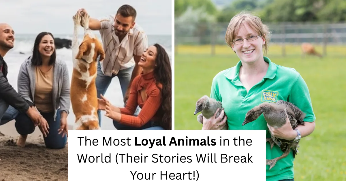 The Most Loyal Animals in the World