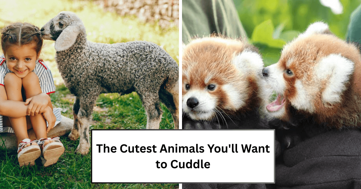 The Cutest Animals You’ll Want to Cuddle