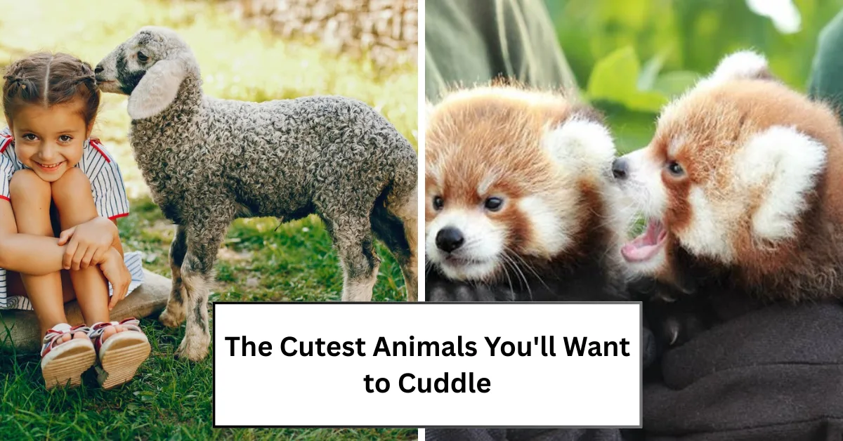 The Cutest Animals You’ll Want to Cuddle