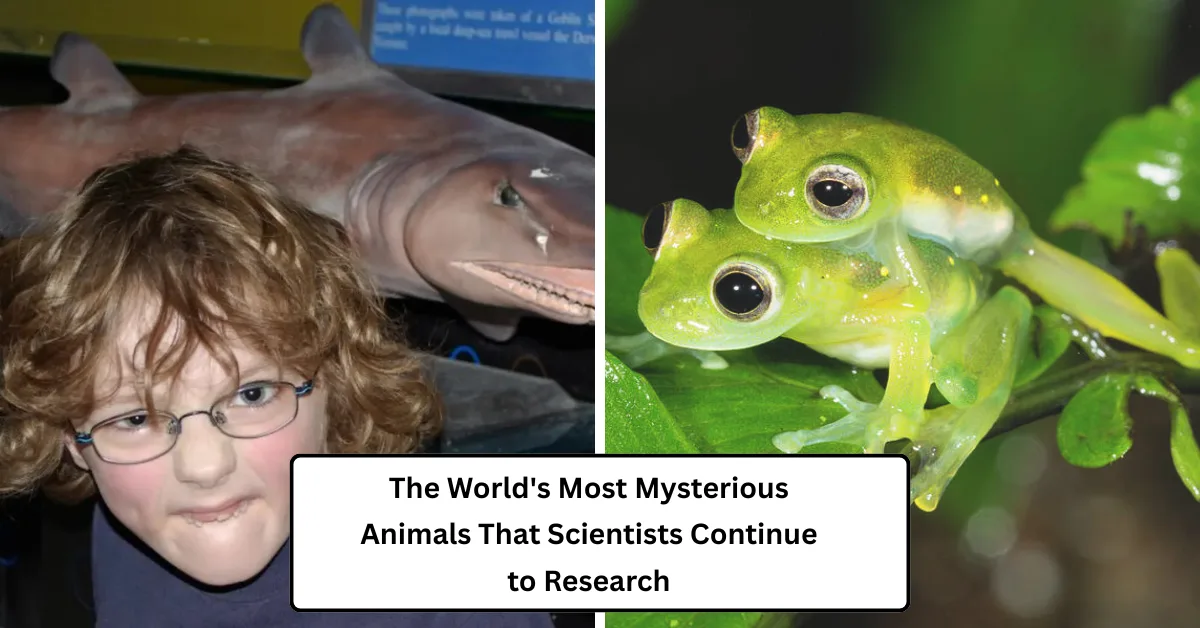The World’s Most Mysterious Animals That Scientists Continue to Research