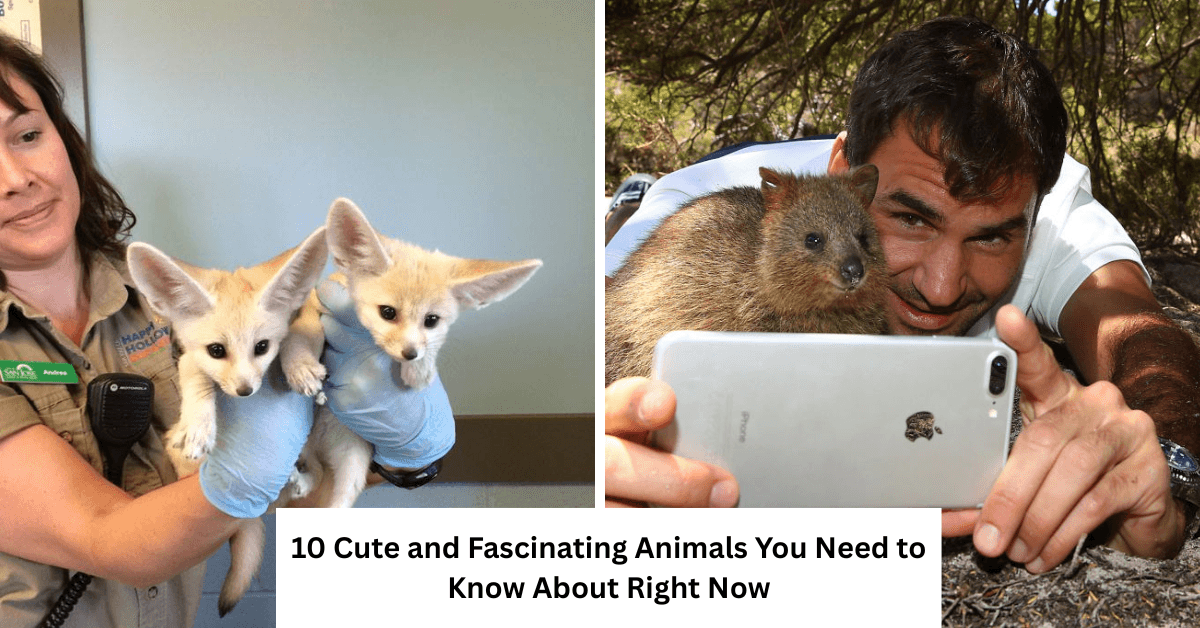 10 Cute and Fascinating Animals You need to know About right now