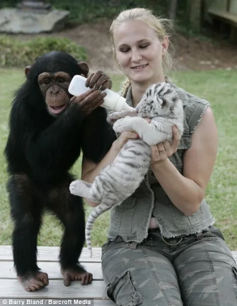 Anjana the Chimpanzee and Her Tiger Cubs