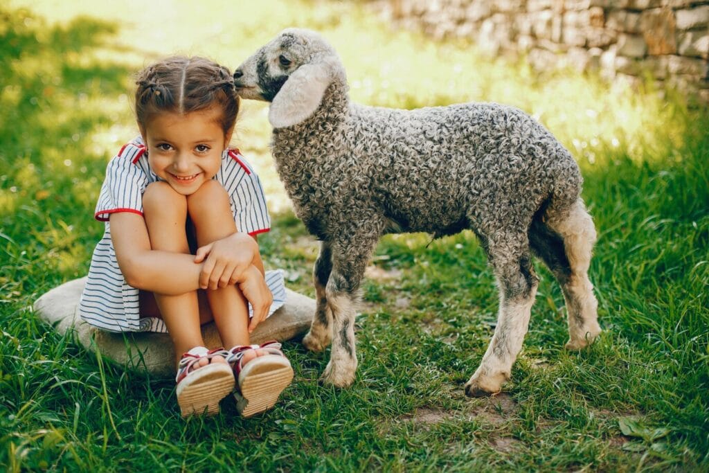 Baby Lambs – The Woolly Wonders