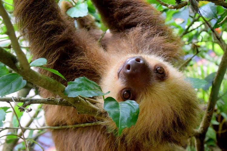 Baby Sloths – Slow and Sweet