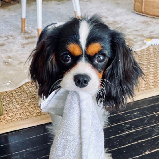 Cavalier King Charles Spaniel – Royal Cuddlers