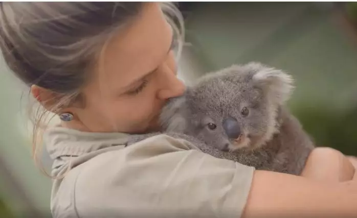 Koalas – Australia’s Hug Experts