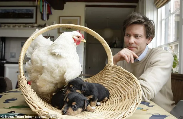 Mabel the Chicken and Her Puppies