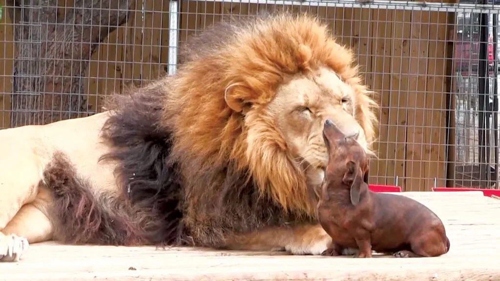 Milo the Dog and Bonedigger the Lion