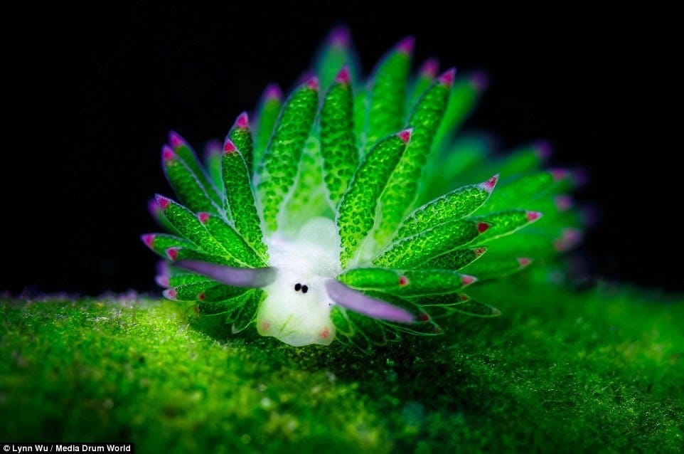 Sea Bunny – The Ocean’s Cutest Slug