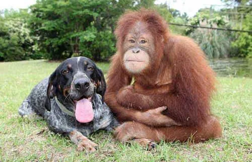 Suryia the Orangutan and Roscoe the Hound