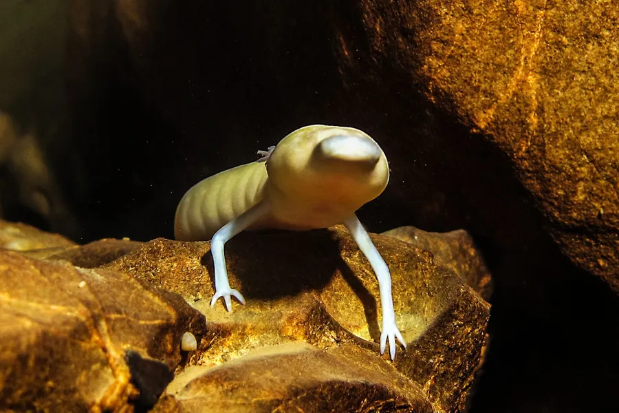 The Olm – The Blind Cave Dweller