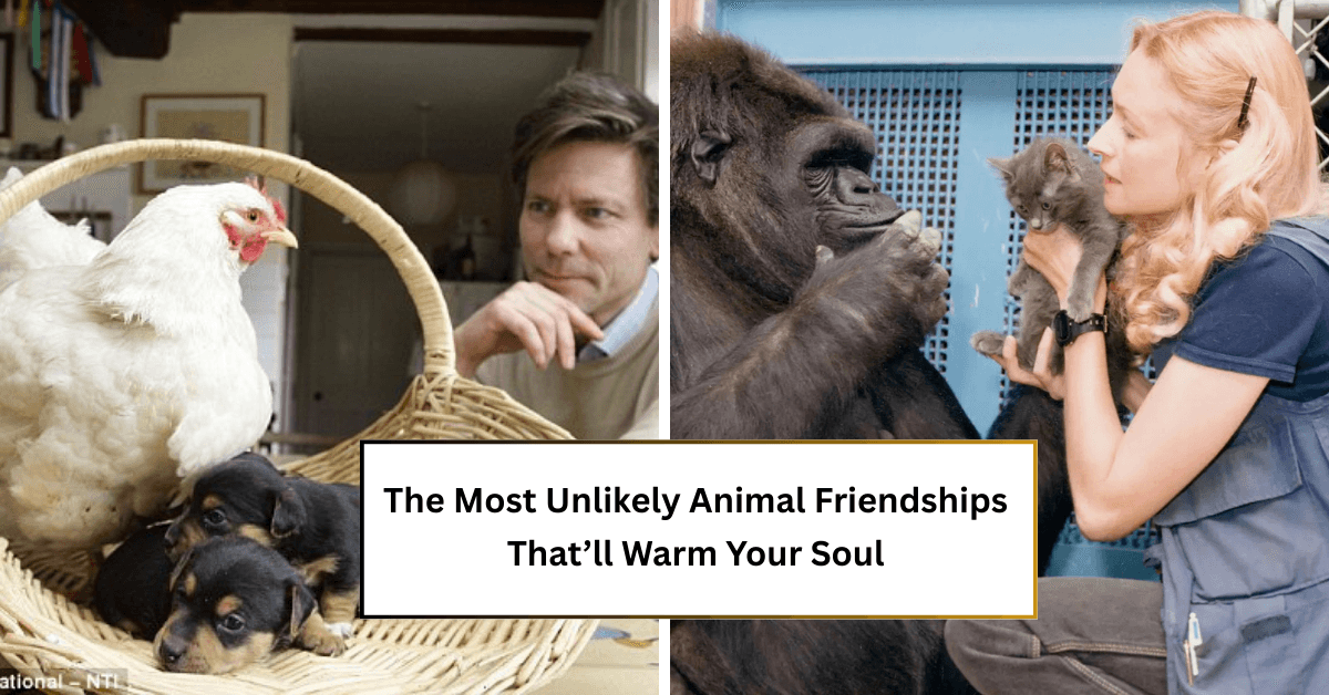 The Most Unlikely Animal Friendships That’ll Warm Your Soul