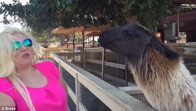 The Animal Face-Off