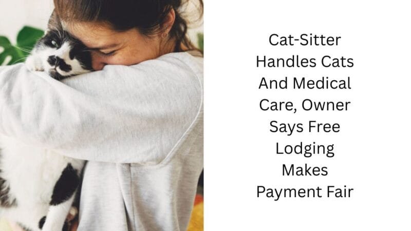 Cat-Sitter Handles Cats And Medical Care, Owner Says Free Lodging Makes Payment Fair