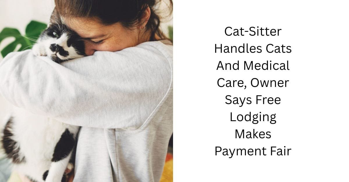 Cat-Sitter Handles Cats And Medical Care, Owner Says Free Lodging Makes Payment Fair